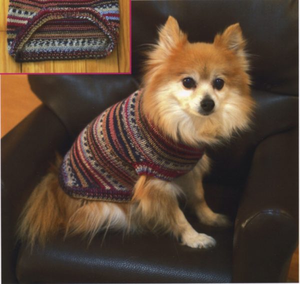 dog in sweater